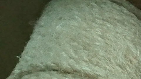 Los gatos nos pueden enseñar su forma de relajarse y mantenerse en excelente forma física.