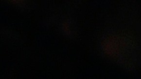 Irina Shayk adora a los animales, pero en particular a los gatos.