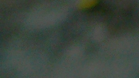 Una marmota saboreó su rebanada de pizza.