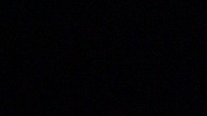 Nick Jonas juega con su perro Gino Jonas durante el confinamiento.