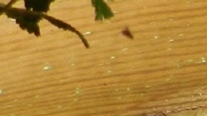 Un cachorro guía a su compañero ciego y anciano.