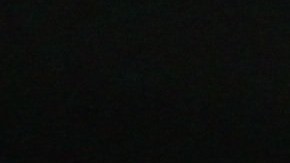 Los perros serían capaces de detectar el coronavirus por el olfato.