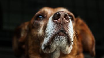 Los perros serían capaces de detectar el coronavirus por el olfato.