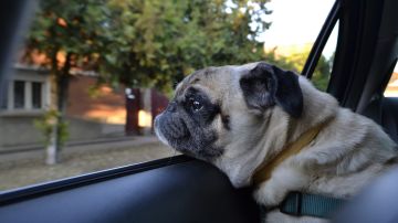 Los perros suelen acostumbrarse a andar en auto si desde pequeños lo hacen.