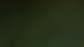 Un perro quedó impactado al enterarse que será papá.