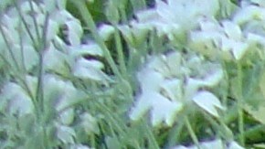 Los perros pueden usar un perfume siempre y cuando sea especialmente para ellos.