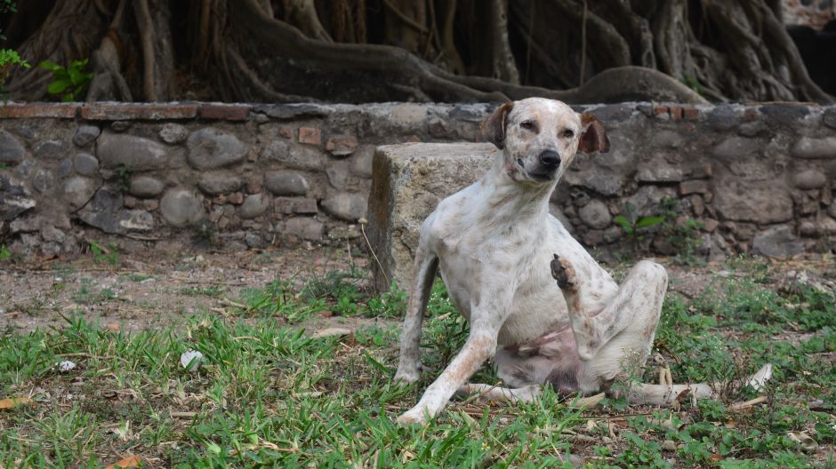 qué hacer si el perro tiene garrapatas qué hacer si el perro tiene garrapatas