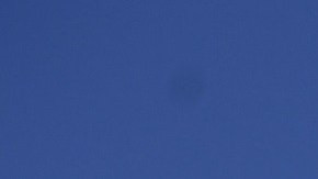 Los perros tienen un olfato tan poderoso que son capaces de detectar el coronavirus.