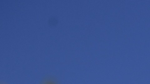 Los perros tienen un olfato tan poderoso que son capaces de detectar el coronavirus.