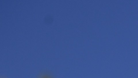 Los perros tienen un olfato tan poderoso que son capaces de detectar el coronavirus.