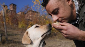 Los perros tienen un olfato tan poderoso que son capaces de detectar el coronavirus.