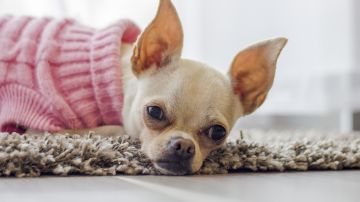 Los perros chihuahua son recomendados como mascotas en el hogar. (Pixabay)