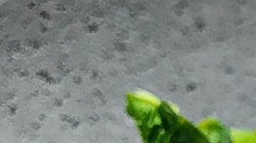 Foto: Daria Shevtsova /Pexels