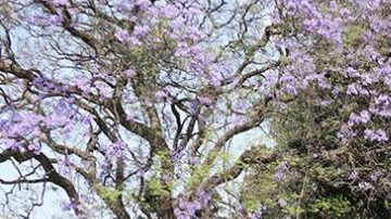 Señor de los Cielos