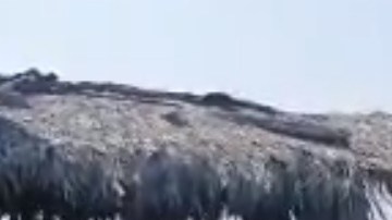 Se desconocen las causas de la muerte de la ballena.