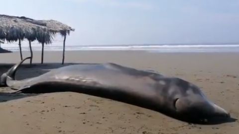 Se desconocen las causas de la muerte de la ballena.