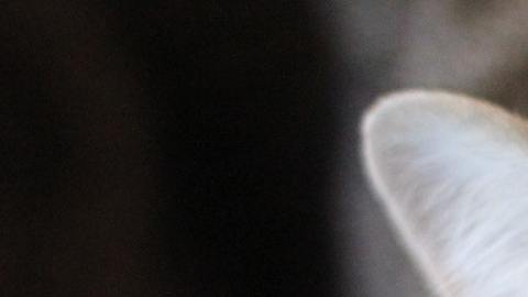 gato