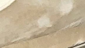 Diplo meditando en su vuelo.