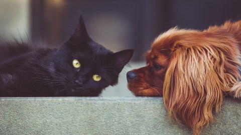 Las mascotas también pueden padecer mal de ojo.