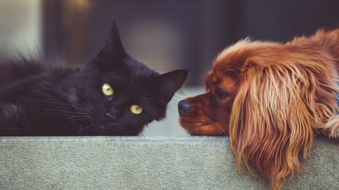 Las mascotas también pueden padecer mal de ojo.