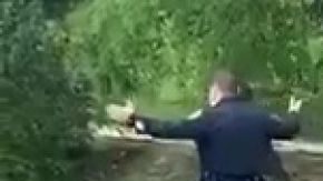 Unos patitos perdidos buscaron la ayuda de la policía para encontrar a su madre.