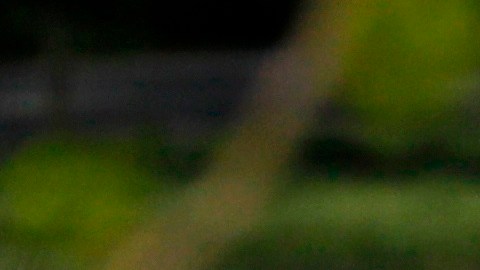 Grupos de personas sin máscaras y sin seguir el distanciamiento social en el Parque Central de NY.