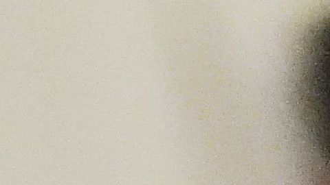 Es poco probable que un gato doméstico transmita el virus.