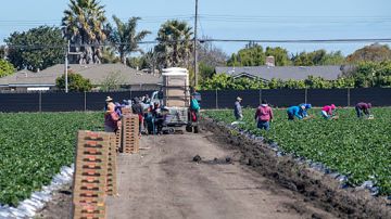 Decenas de agricultores tienen familiares en México. /   fotos: David Rodríguez