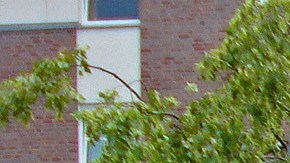 Caídas de árboles causaron destrozos en cientos de estructuras.