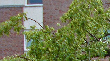 Caídas de árboles causaron destrozos en cientos de estructuras.