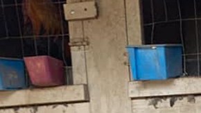 Se recuperaron 600 aves en la operación.