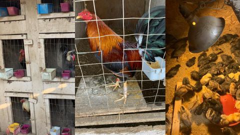 Se recuperaron 600 aves en la operación.