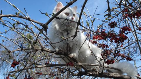 Los gatos son animales territoriales que gustan salirse de casa.