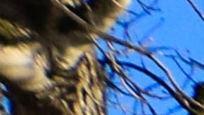 Foto: Paula Guerreiro/Pixabay. Los gatos suelen salir de su hogar por su instinto de reproducción.