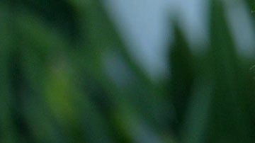 Su sabor encanta a muchas personas, pero sus ingredientes distan mucho de su característica dulzura.