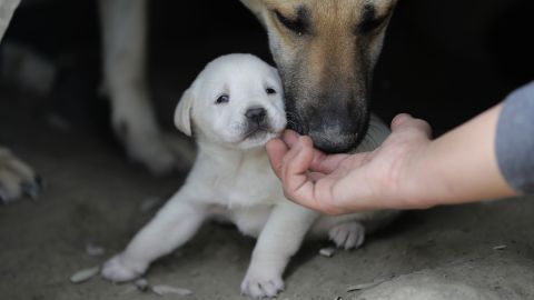 Busch cerveza coronavirus refugio perros Midwest Animal Rescue & Services Anheuser-Busch InBev