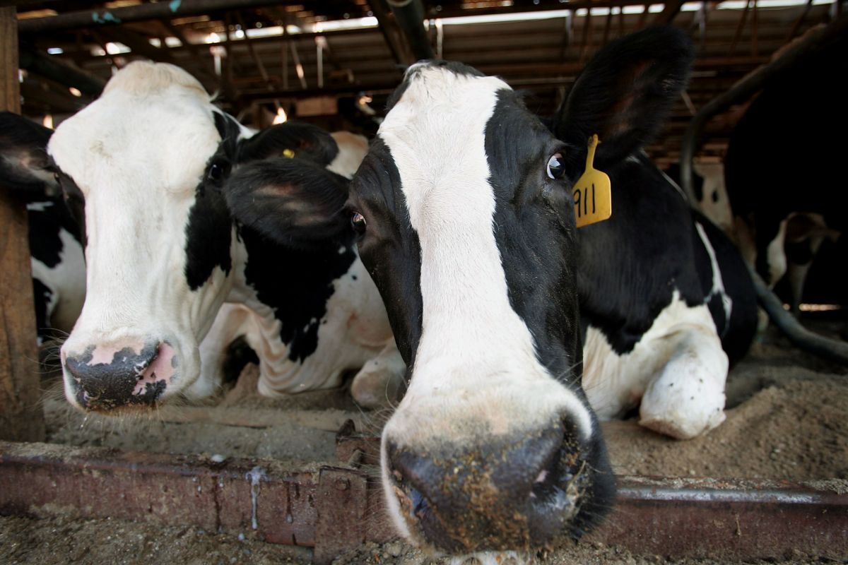 El mercado de productos lácteos ha sido afectado por el cierre de restaurantes, escuelas, hoteles y negocios de servicios de comida.
