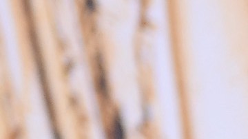 Mary-Kate, Ashley y Elizabeth Olse.