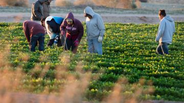 Solo el 2.4% de los trabajadores latinos se dedica a labores agrícolas./Archivo