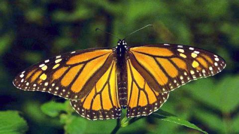 La mariposa monarca se distingue por sus largas travesías.