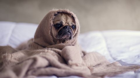 El perro enfermo es un pug.