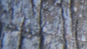 Los mercados donde se sacrifican animales al instante siguen operando en Asia.