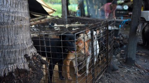 Los mercados donde se sacrifican animales al instante siguen operando en Asia.