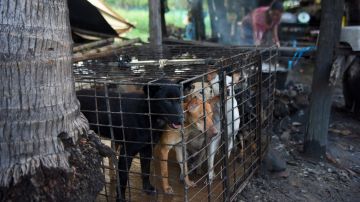 Los mercados donde se sacrifican animales al instante siguen operando en Asia.