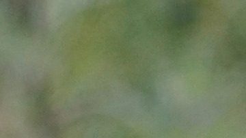 Se cree que la artemisa es la planta de las brujas.