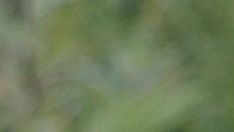 Se cree que la artemisa es la planta de las brujas.