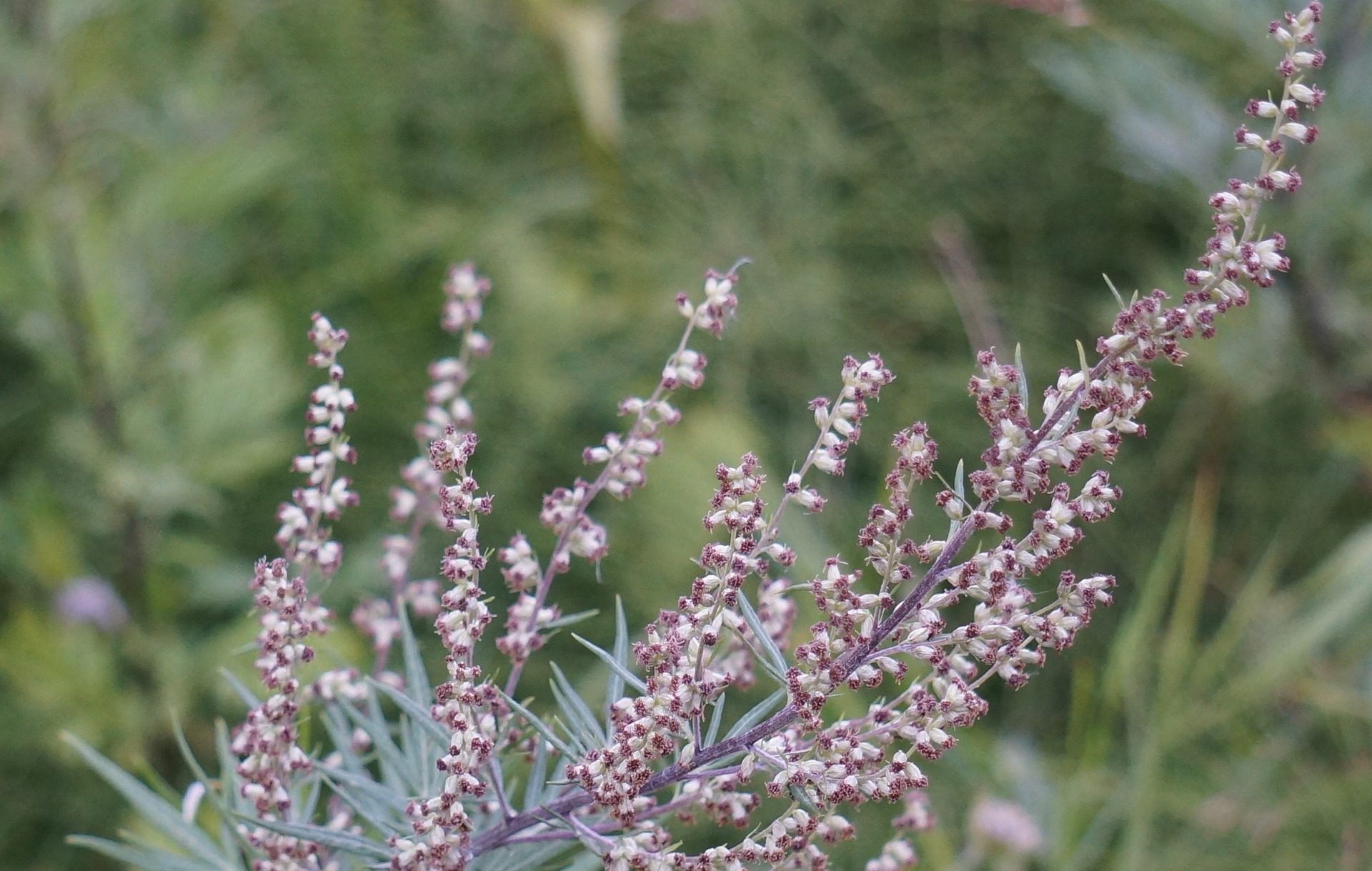 Cómo usar la artemisa, hierba de