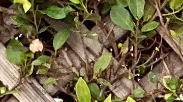 Naibe Reynoso se inspiró en los comentarios negativos que hicieron de su comunidad para escribir este libro. Foto: Cortesía