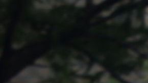 Varios oficiales del NYPD respondieron al aviso junto a los servicios de emergencia