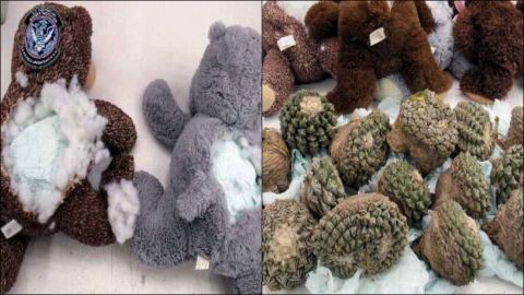 Contrabando en peluches